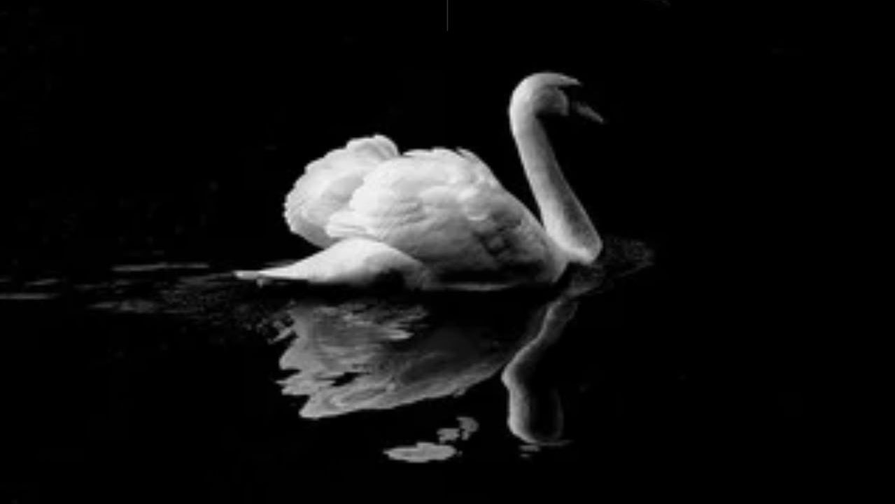 Wild Swan Charity Concert